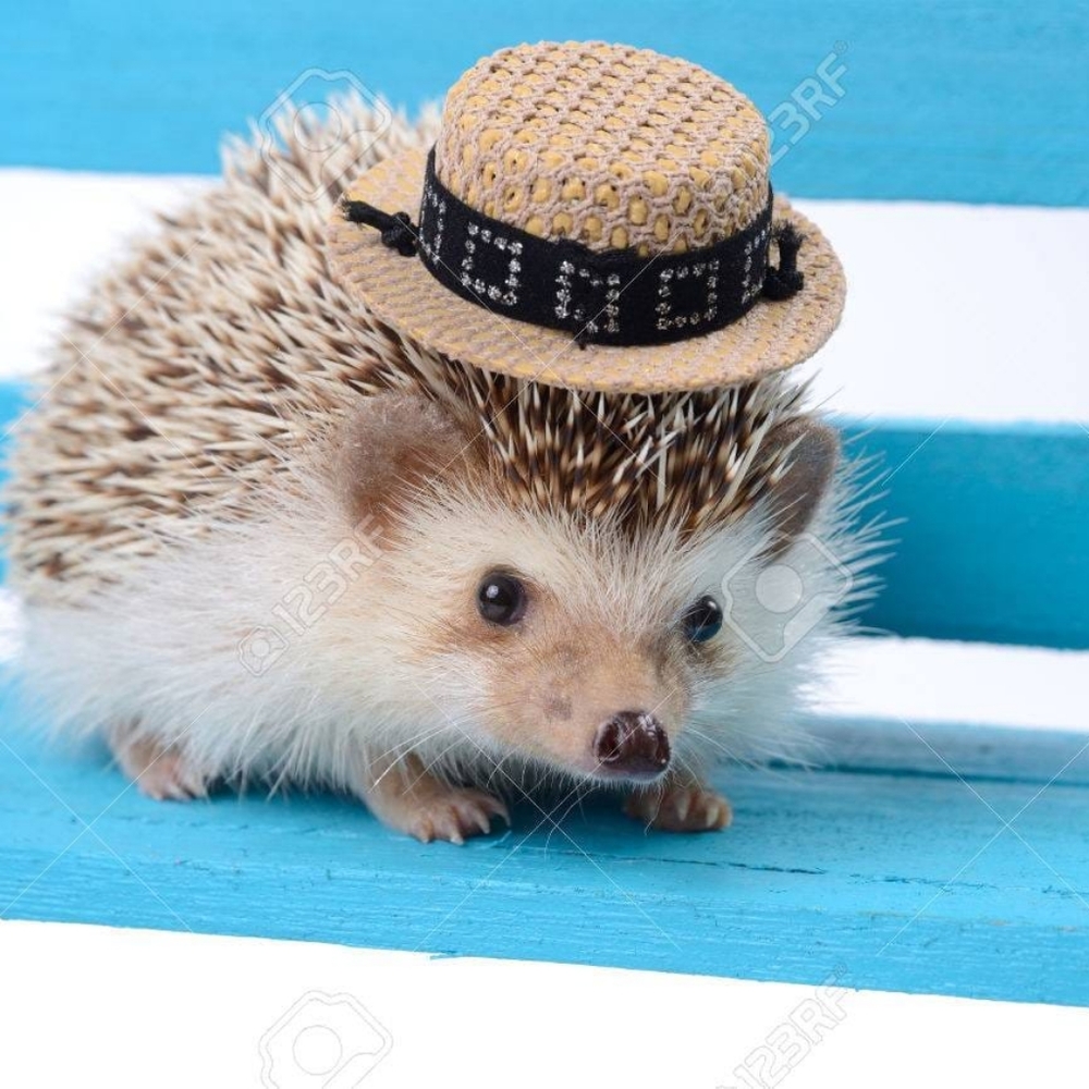 Meet your Posher, Lydia